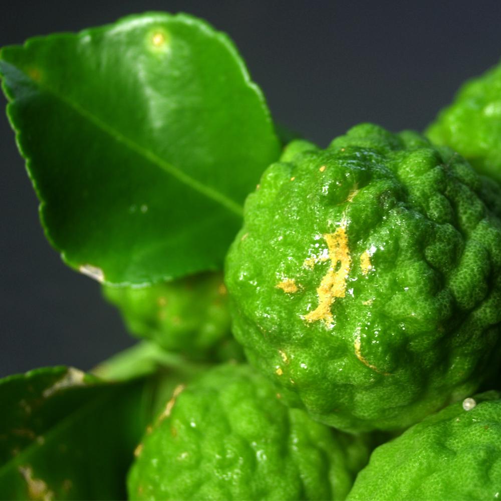 Bergamot, Bergaptene Free, citrus bergamia, Mirapur™ Essential Oil