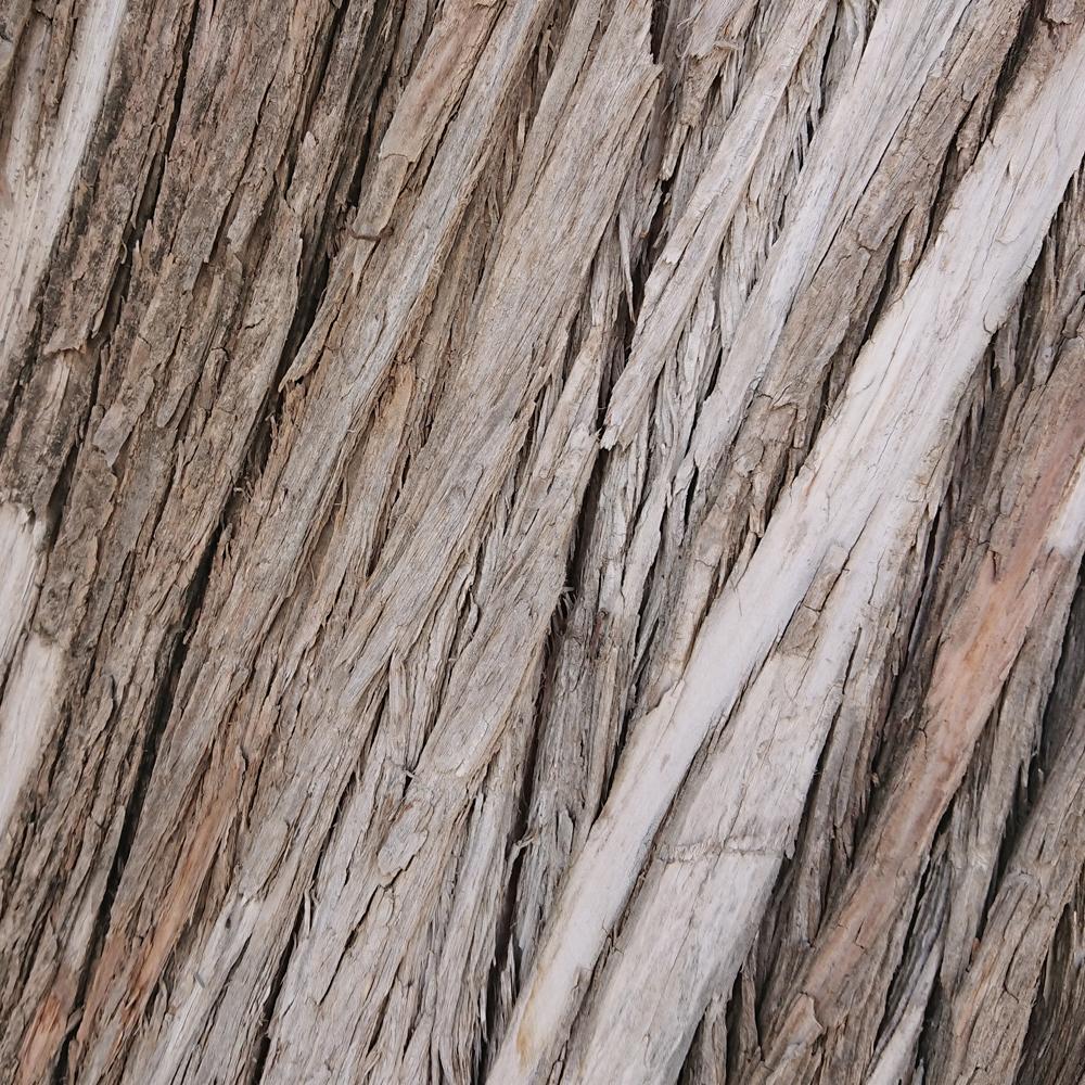 Cedarwood, Virginian, juniperus virginiana, Mirapur™ Essential Oils