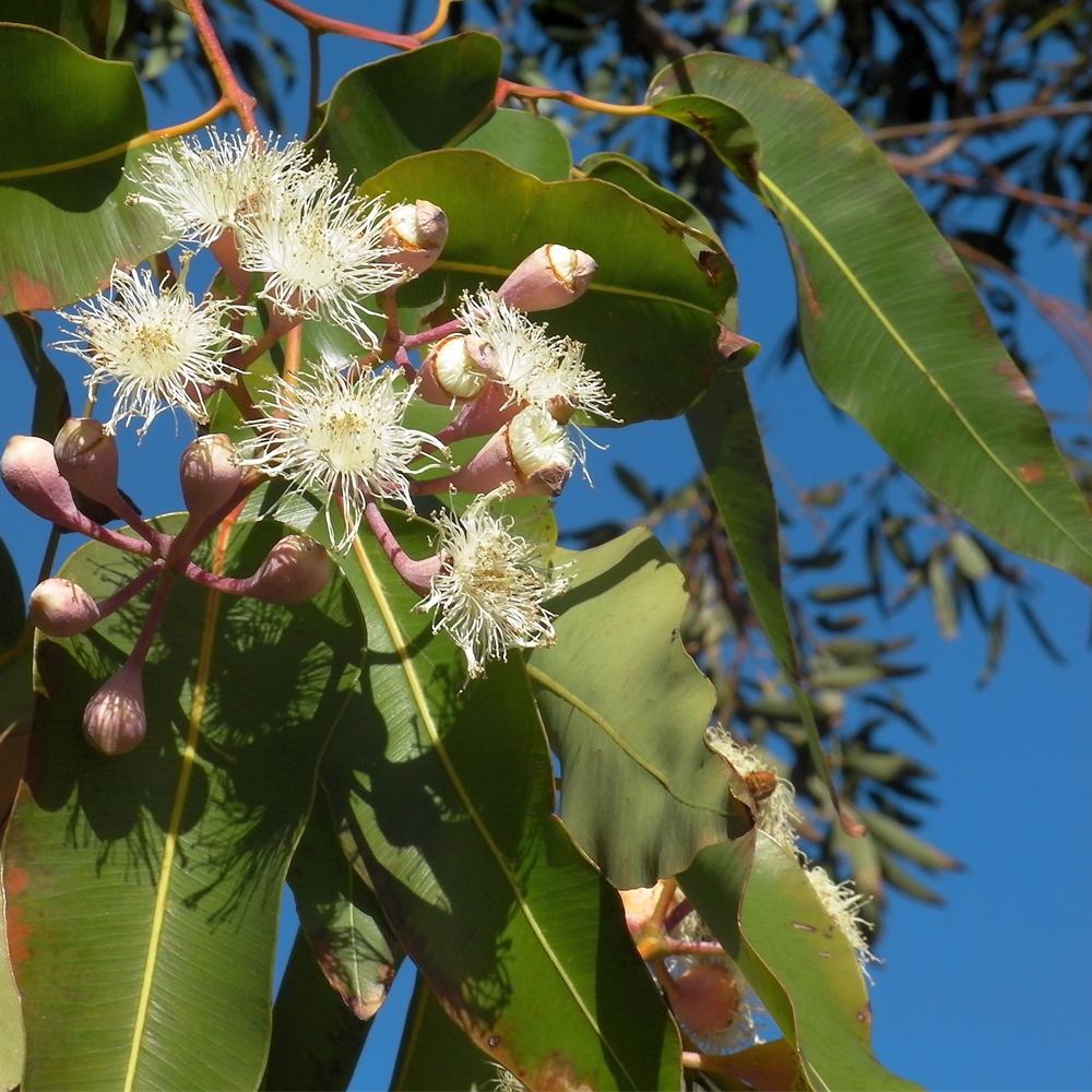 Lemon Eucalyptus, eucalyptus citriadora, Mirapur™ Essential Oil