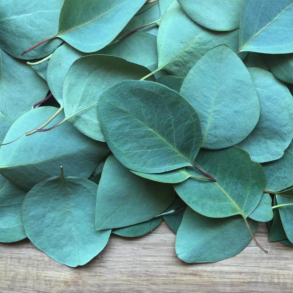 Eucalyptus, Blue Mallee, eucalyptus polybractea, Mirapur™ Essential Oil