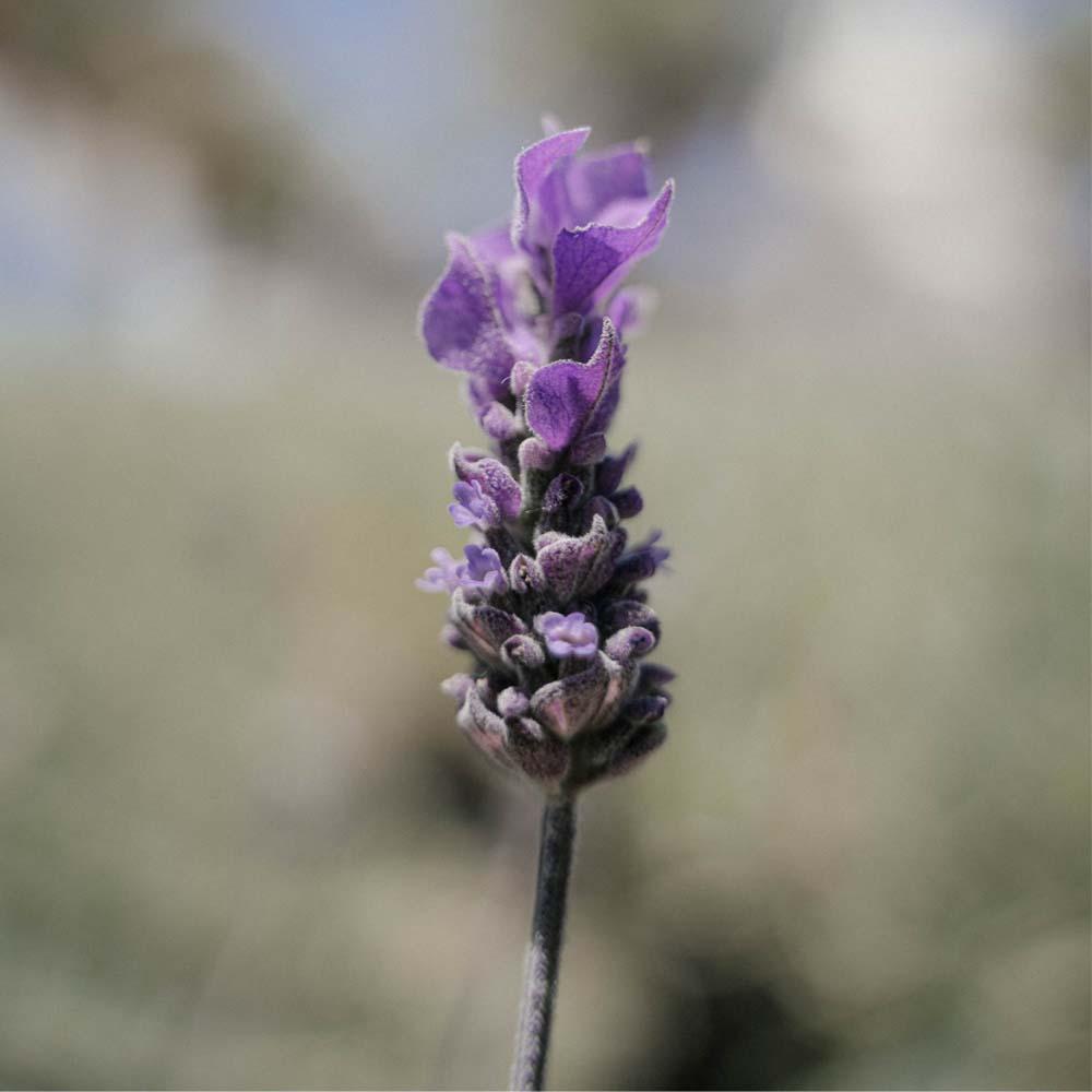 Lavindin, Empress Purple, Lavandula intermedia