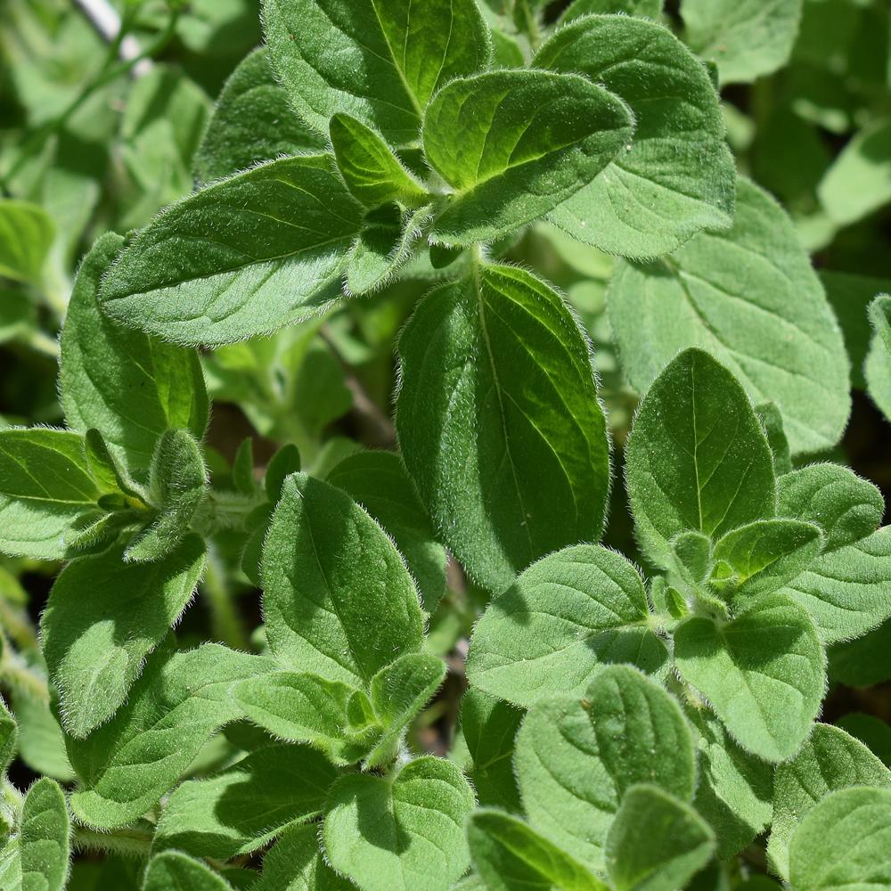 Oregano, Redistilled, oreganum vulgare, Mirapur™ Essential Oil