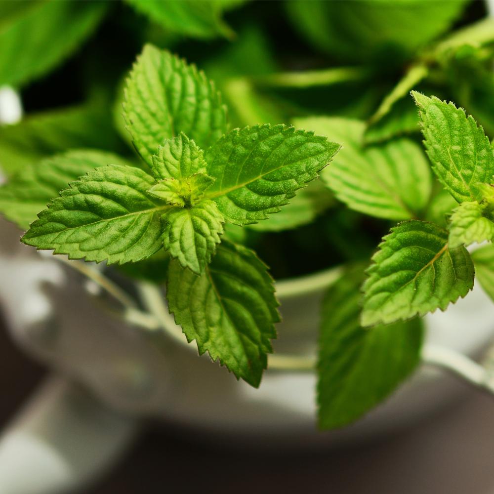 Peppermint, Triple-Distilled, mentha piperita, Mirapur™ Essential Oil