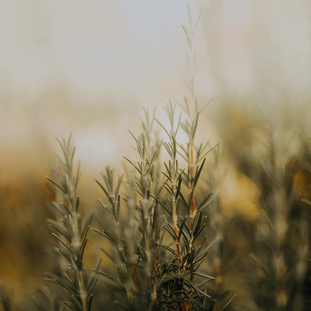 Rosemary, rosmarinus officinalis, Mirapur™ Essential Oil