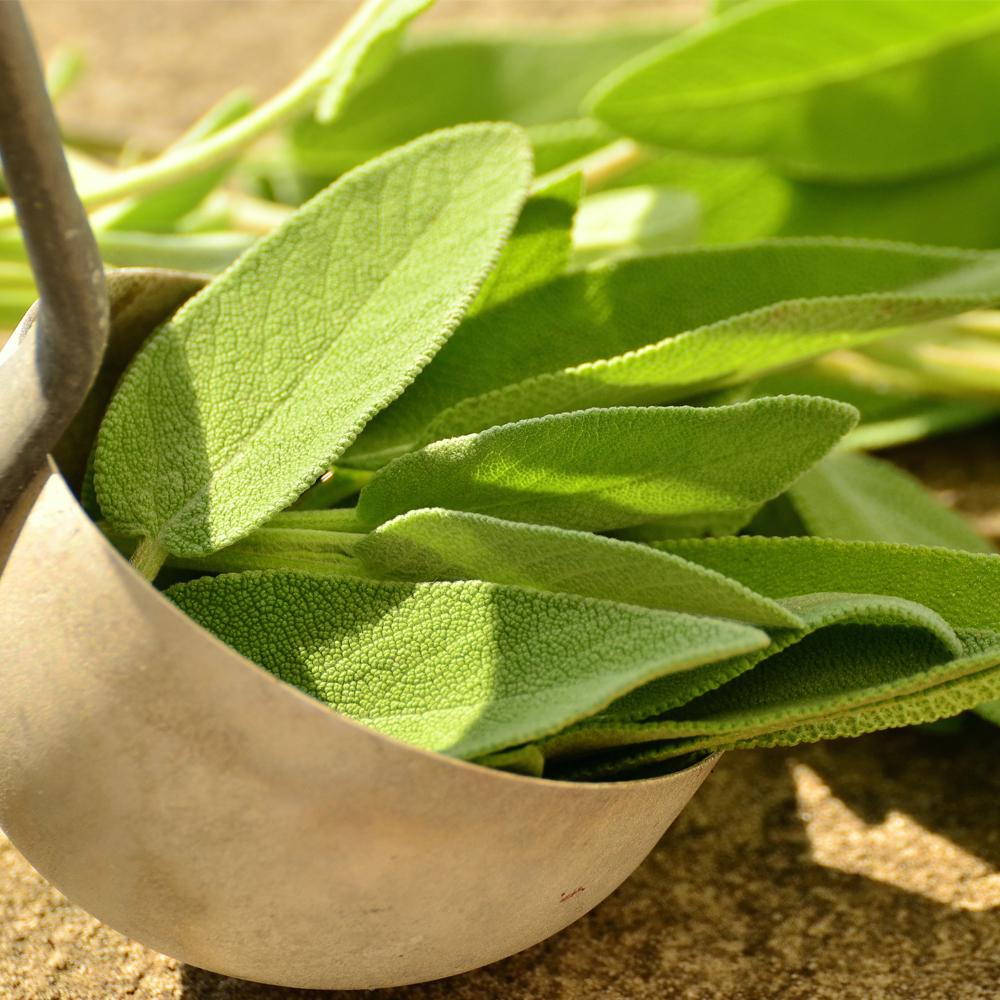 Sage, Dalmatian, salvia officinalis, Mirapur™ Essential Oils