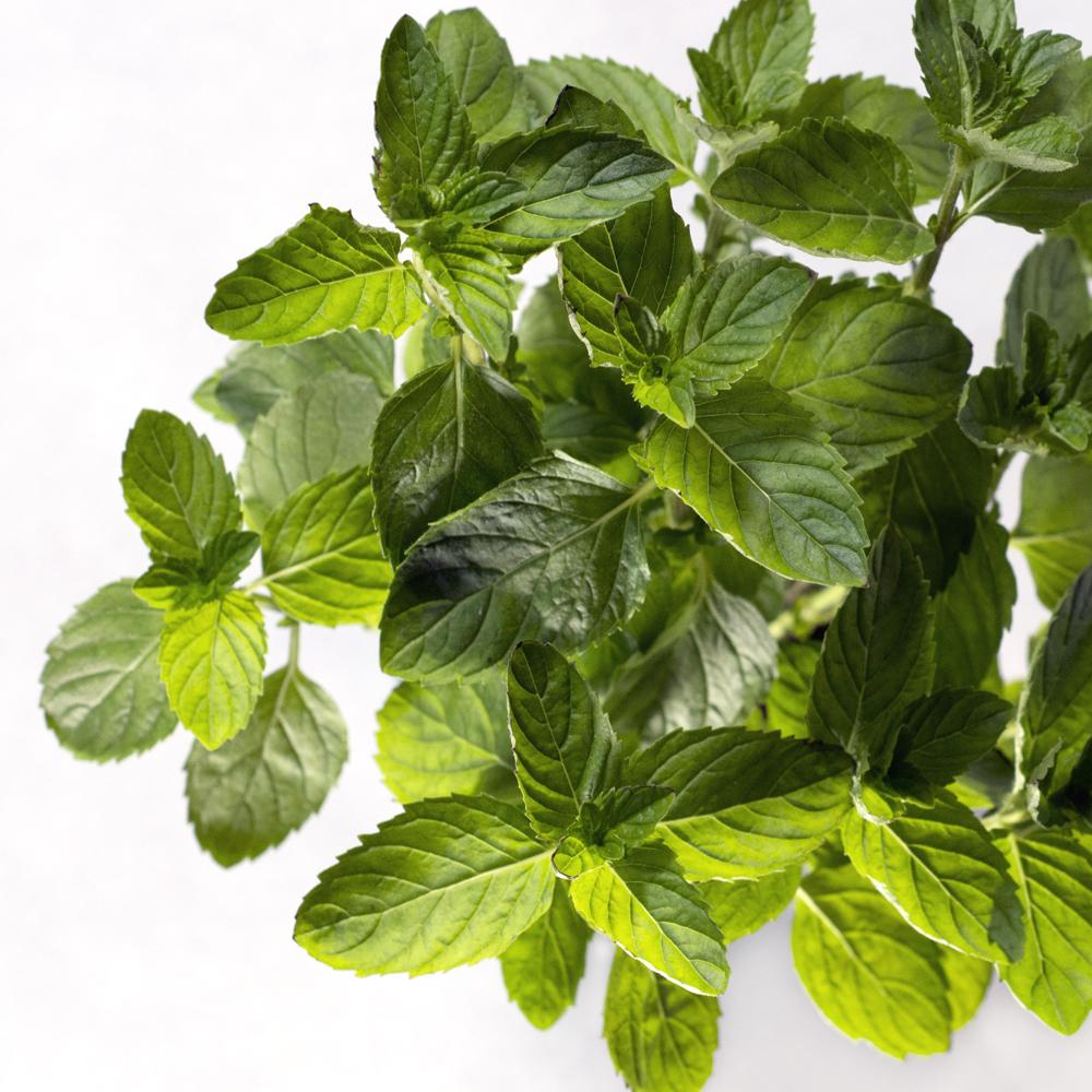 Spearmint, mentha spicata, Mirapur™ Essential Oils