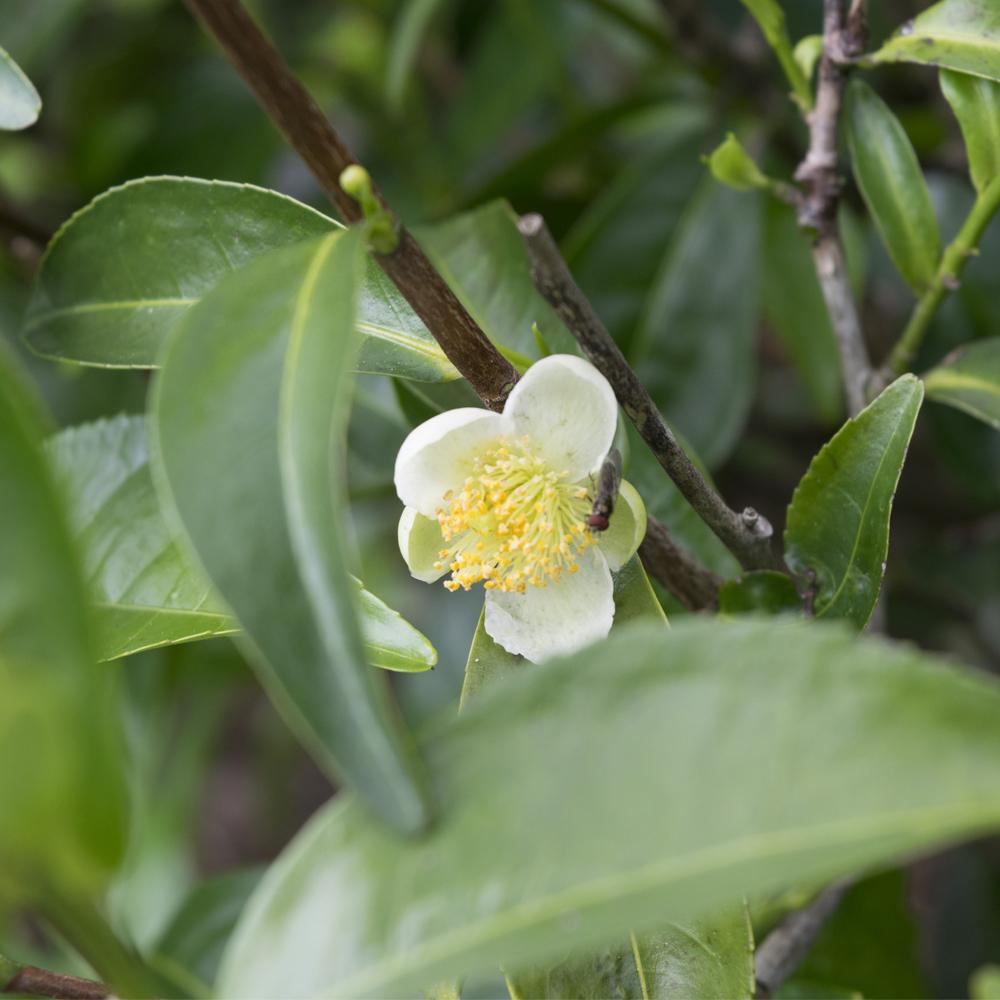 Tea Tree Mirapur™ Essential Oil