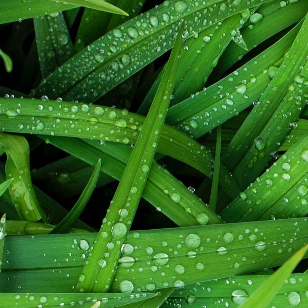 Vetiver, vetiveria zizanoides