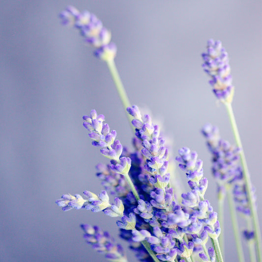 Lavender Profile